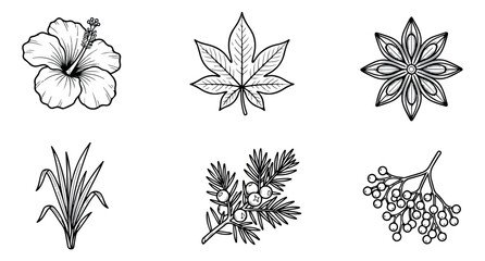 Obraz premium Hand drawn botanical line art collection, 6 floral and leaf vector icons, black and white organic plant sketches for branding and packaging