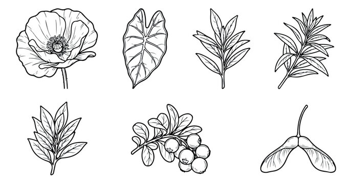 Vintage botanical line art collection, 7 hand drawn floral and leaf vector illustrations, black and white garden plant sketches for wedding stationery