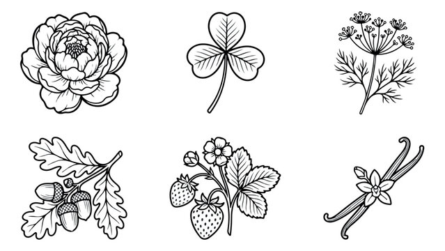Vintage botanical line art collection, 6 hand drawn floral vector icons, black and white wildflower and herb illustrations for organic branding