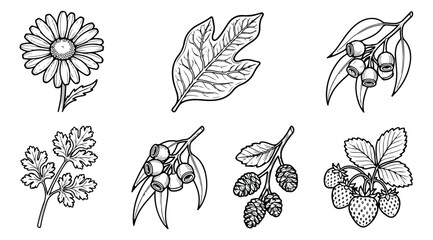 Vintage botanical line art collection, 7 hand drawn floral and forest elements, black and white wildflower and berry vector set for organic branding © rehman