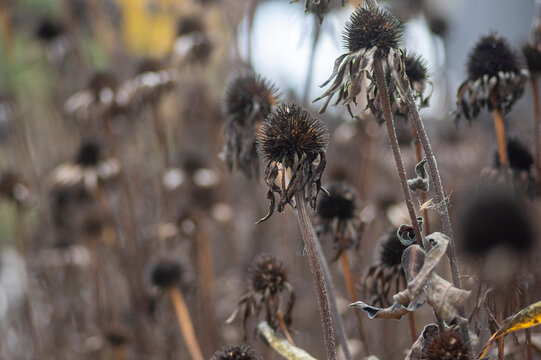 Dried seed heads of Echinacea purpurea Purple Coneflower in autumn garden with selective focus and soft natural bokeh