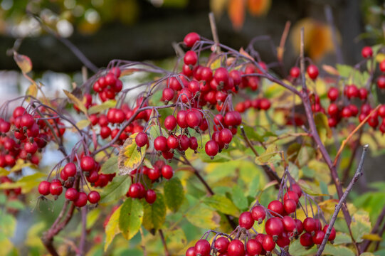 Red hips of Rosa glauca growing on branches with colorful autumn foliage