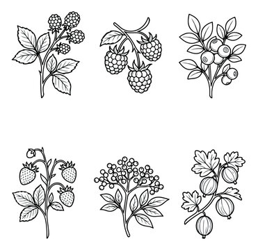 Vintage botanical berry illustrations, set of 6 hand drawn garden fruit sketches, black and white line art vector of raspberry, strawberry and gooseberry