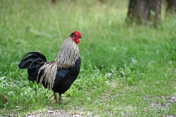 Beautiful silver-necked rooster standing on green grass in a rural outdoor setting.  © NATALIIA GUTOVSKA