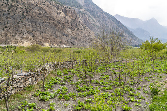 View of Marpha Apple Garden with young apple trees, a traditional stone wall, and green vegetable crops set against the rugged mountains in Jomsom, Gandaki Province, Nepal.