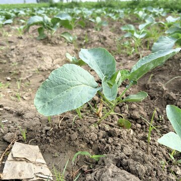 View of young green vegetable plants growing in a cultivated field with rich soil in Mingora, Khyber Pakhtunkhwa, Pakistan.