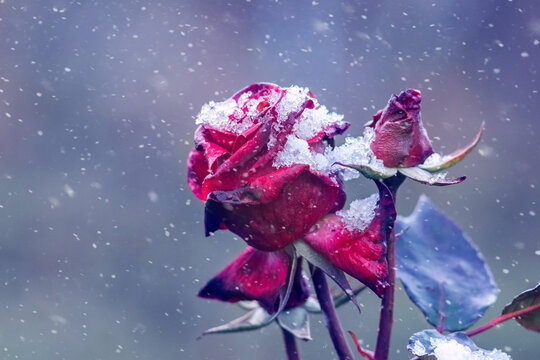 Red rose covered with first snow during snowfall in winter on blurred background