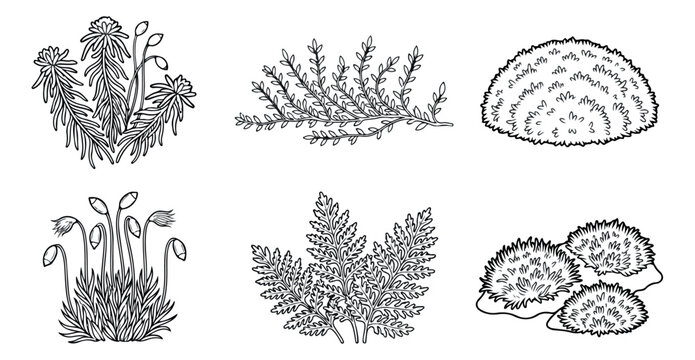 Vintage botanical moss and fern vector set, hand drawn forest floor plants and greenery, 6 black and white line art garden elements for nature design