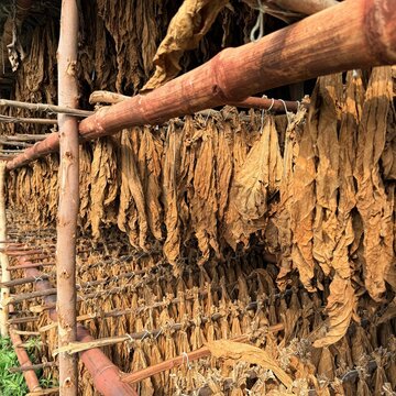 View of tobacco leaves hanging to dry on wooden racks in a traditional curing shed in Mingora, Khyber Pakhtunkhwa, Pakistan.