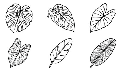 Minimalist tropical leaf line art set, 6 black and white botanical vector illustrations, monstera and palm foliage sketches for modern branding © Muhammad Sajjad
