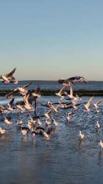 A flock of seagulls taking flight. A group of seagulls in the wild. Slow motion, aerial view.
