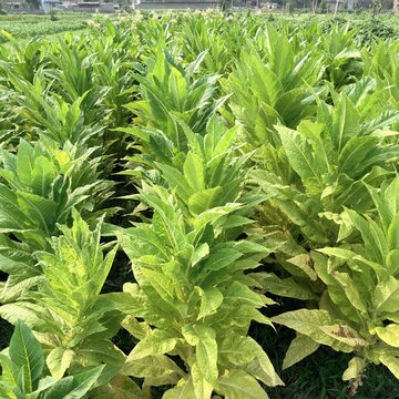 View of lush green tobacco plants growing in neat rows on a farm in Mingora, Khyber Pakhtunkhwa, Pakistan.