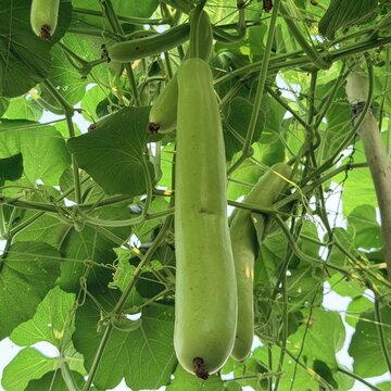 View of a fresh green bottle gourd hanging from a leafy vine in a garden in Mingora, Khyber Pakhtunkhwa, Pakistan.