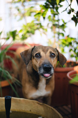 Doing doing blep, sticking tongue out portrait © Parizad D