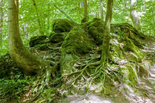  Beech tree roots in the shadow of the forest. 