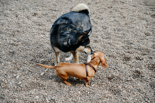 two cute dogs playing and communicating, brown dachshund and black and white mongrel dog, playground for dogs in city park in summer