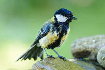 Great tit on the stones after bathing. Czechia.  © Milan
