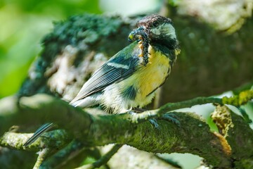 Great tit on a branch carries a caterpillar to feed its young. Czechia. © Milan