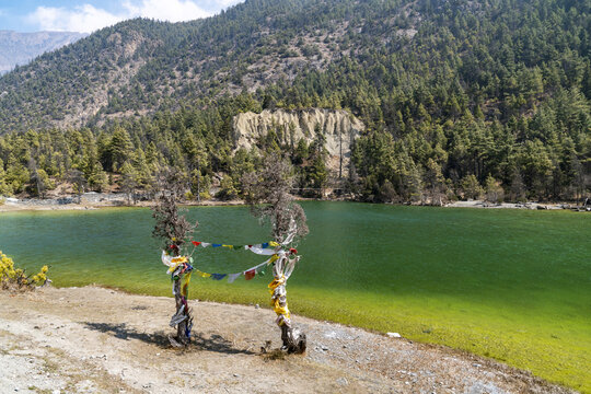 View of the vibrant green waters of the Green Lake adorned with traditional prayer flags on trees, set against a backdrop of forested mountain slopes in Pisang, Gandaki Province, Nepal.
