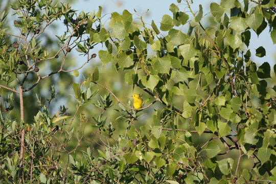 Male Yellow Warbler (Setophaga petechia) perched among leafy green branches, facing forward while looking to the side in soft morning light.