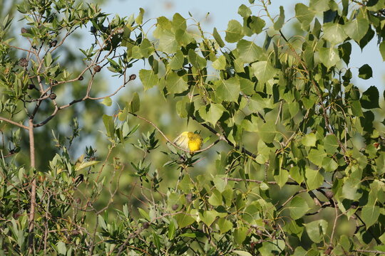 Male Yellow Warbler (Setophaga petechia) preening beneath an outstretched wing while perched among leafy branches in soft morning light.