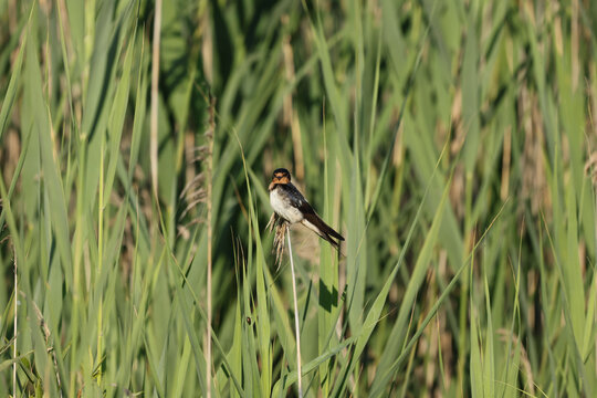 Barn swallow perched on a marsh reed facing the camera in warm morning light with soft green reeds and natural wetland habitat.