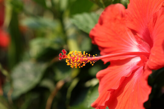 Side profile of a red tropical hibiscus (Hibiscus rosa-sinensis) flower highlighting its pollen-rich staminal column in natural sunlight.