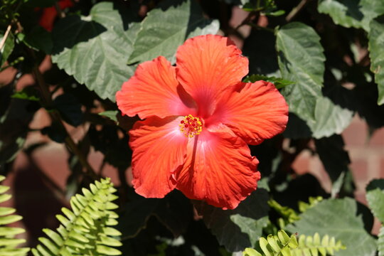 Red tropical hibiscus (Hibiscus rosa-sinensis) flower blooming in natural sunlight with vibrant petals and prominent central staminal column.