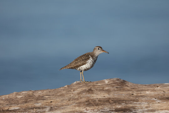 Spotted Sandpiper (Actitis macularius) perched on weathered driftwood with calm blue water in the background during soft morning light.