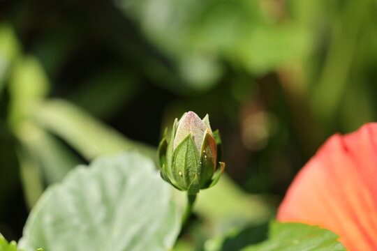 Macro of an opening red tropical hibiscus (Hibiscus rosa-sinensis) flower bud with folded petals and visible pollen in natural light.