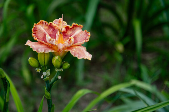 Flower blooms in a garden with green plants around during the afternoon light
