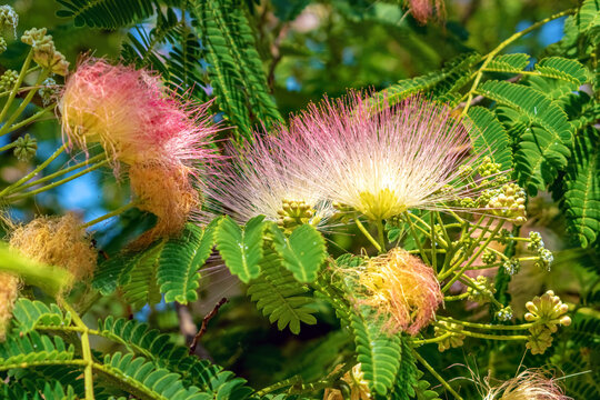 Pink flowers of Persian silk tree blooming in Budva, Montenegro. Close up view of Albizia julibrissin with green feathery leaves