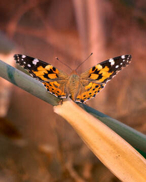 Borboleta