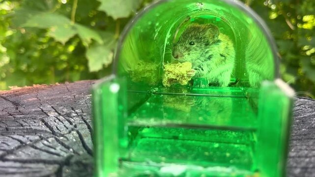 A field mouse gnaws bread in a mousetrap