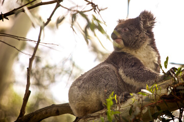 A wild koala sits perched on a tree branch within a eucalyptus forest. The fluffy marsupial looks away towards the distance, enjoying a quiet moment in its natural habitat. © Andrea