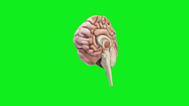 Human brain anatomical model in sagittal cross section an educational
