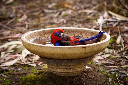 A beautiful crimson rosella parrot enjoys a refreshing bath in a stone birdbath. The colorful bird splashes in the water while resting in a quiet garden setting.