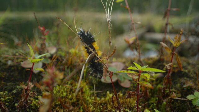Close-up of a fuzzy caterpillar crawling on a mossy forest floor