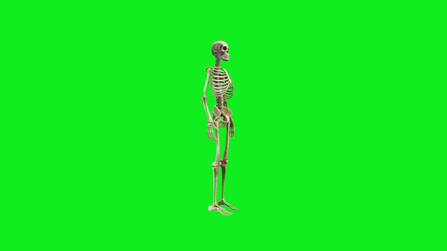 Full body human skeleton model isolated on green screen background a anatomy