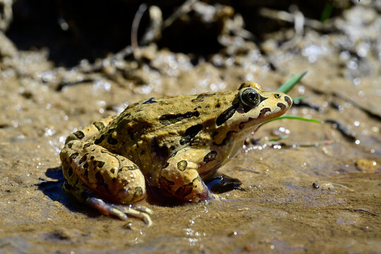 Iberischer Scheibenz&uuml;ngler // Iberian painted frog (Discoglossus galganoi) - Embalse del Ebro, Spanien