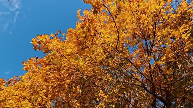 Bright yellow and orange autumn foliage on a tree swaying gently in the wind against a clear blue sky, capturing the beauty of a sunny day in the park during fall season - rotating bottom-up shot