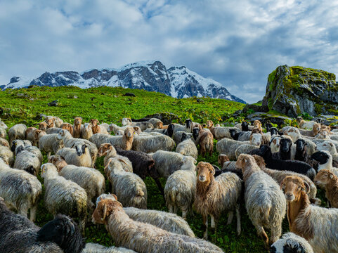 View of a large flock of sheep grazing on a lush green mountain pasture with snow-capped peaks in the background in Nepal.