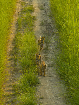 View of three tiger cubs walking along a dirt path surrounded by tall green grass in Nepal.