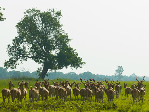 View of a herd of deer grazing in a lush green meadow with a large tree in the background in Nepal.