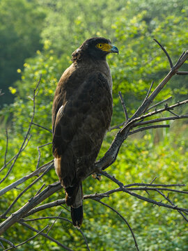 View of a crested serpent eagle perched on a dry branch with lush green foliage in the background, Nepal.