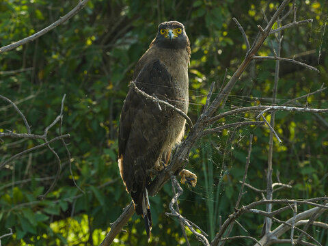 View of a crested serpent eagle perched on a branch in a forest, Nepal.