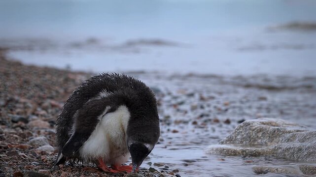 Young penguin chick preening feathers near the water's edge on a rocky shore