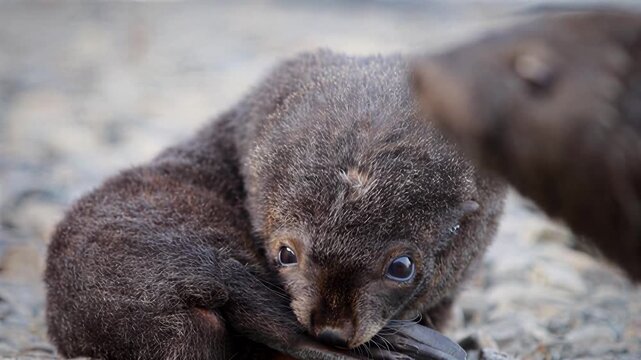 Adorable baby fur seal pup playing with its flipper on a rocky shore