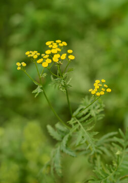 Yellow tansy with green leaves on soft green background