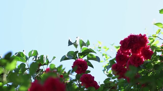 Detailed close-up of vibrant pink rose blossoms in full bloom on a garden bush with lush green foliage against a clear blue sky background during a sunny summer day.